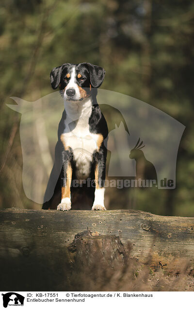 Entlebucher Sennenhund / Entlebuch Mountain Dog / KB-17551