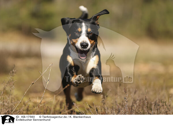 Entlebucher Sennenhund / Entlebuch Mountain Dog / KB-17560