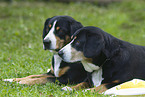 Entlebucher Sennenhund