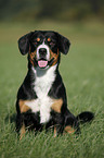 sitzender Entlebucher Sennenhund