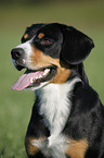 Entlebucher Sennenhund Portrait