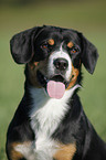 Entlebucher Sennenhund Portrait