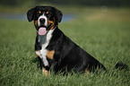 sitzender Entlebucher Sennenhund