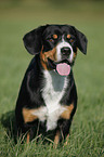 sitzender Entlebucher Sennenhund