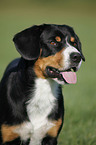 Entlebucher Sennenhund