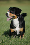 stehender Entlebucher Sennenhund