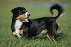 stehender Entlebucher Sennenhund