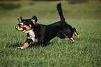 rennender Entlebucher Sennenhund