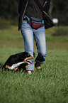 Entlebucher Sennenhund