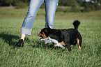 Entlebucher Sennenhund