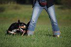 Entlebucher Sennenhund