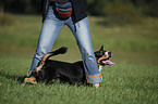 Entlebucher Sennenhund