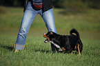 Entlebucher Sennenhund