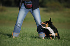 Entlebucher Sennenhund