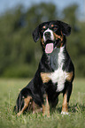 sitzender Entlebucher Sennenhund