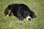 liegender Entlebucher Sennenhund