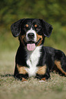 liegender Entlebucher Sennenhund