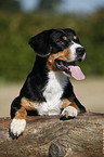 liegender Entlebucher Sennenhund