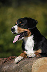 liegender Entlebucher Sennenhund