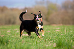 spielender Entlebucher Sennenhund