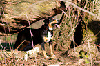 Entlebucher Sennenhund