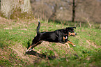 springender Entlebucher Sennenhund