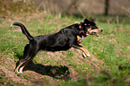 springender Entlebucher Sennenhund