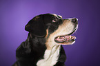 Entlebucher Sennenhund Portrait