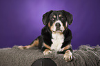 liegender Entlebucher Sennenhund