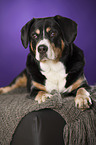 liegender Entlebucher Sennenhund