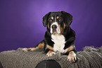 liegender Entlebucher Sennenhund