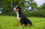 sitzender Entlebucher Sennenhund