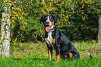 sitzender Entlebucher Sennenhund