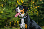 Entlebucher Sennenhund Portrait