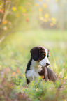 Entlebucher Sennenhund Welpe