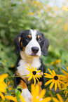 Entlebucher Sennenhund Welpe