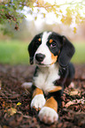 Entlebucher Sennenhund Welpe