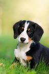 Entlebucher Sennenhund Welpe
