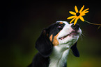 Entlebucher Sennenhund Welpe