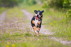 rennender Entlebucher Sennenhund