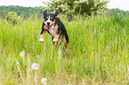 rennender Entlebucher Sennenhund