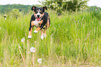 rennender Entlebucher Sennenhund