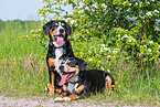 2 Entlebucher Sennenhunde