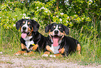 2 Entlebucher Sennenhunde