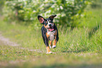 rennender Entlebucher Sennenhund