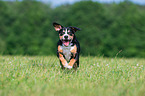 rennender Entlebucher Sennenhund