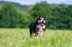 rennender Entlebucher Sennenhund