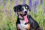 Entlebucher Sennenhund Portrait