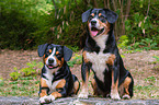 zwei Entlebucher Sennenhunde