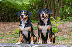 zwei Entlebucher Sennenhunde